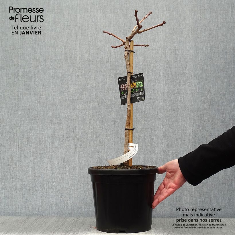 Gingo biloba Mariken - Árbol sagrado Maceta 7,5L/10LAltura de entrega aprox. 80cmcm Ejemplar entregado en invierno