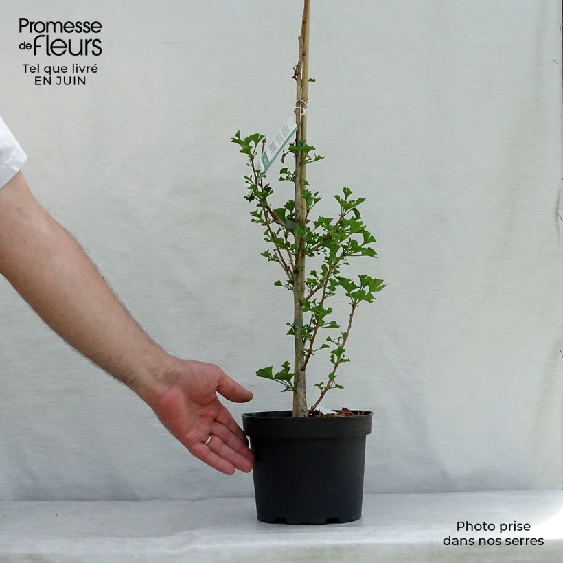 Ejemplar de Gingo biloba Menhir - Árbol sagrado Maceta 2L/3LAltura de entrega aprox. 40/60cm entregado en verano