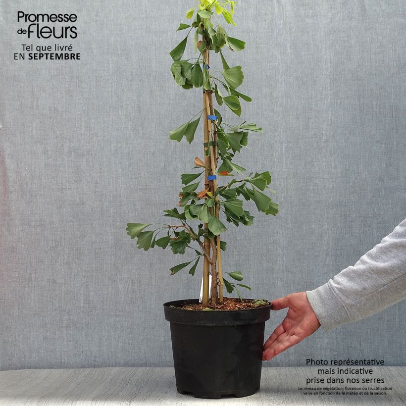 Ejemplar de Gingo biloba Saratoga - Árbol sagrado Maceta 7,5L/10L entregado en otoño