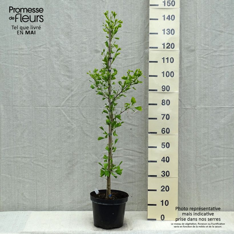Gingo biloba Saratoga - Árbol sagrado Maceta 7,5L/10LAltura de entrega aprox. 80/100cm Ejemplar entregado en la primavera