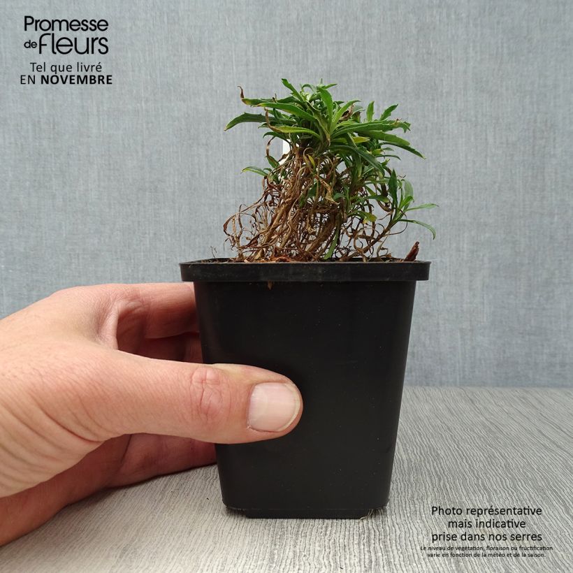 Ejemplar de Erysimum Constant Cheer - Alhelí Maceta de 8/9 cm entregado en otoño