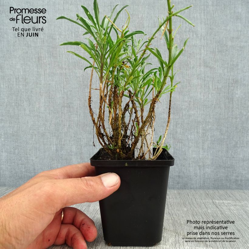 Ejemplar de Erysimum Constant Cheer - Alhelí Maceta de 8/9 cm entregado en verano