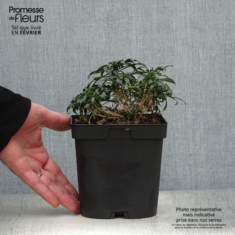 Erysimum Constant Cheer - Alhelí Maceta 2L/3L Ejemplar entregado en invierno