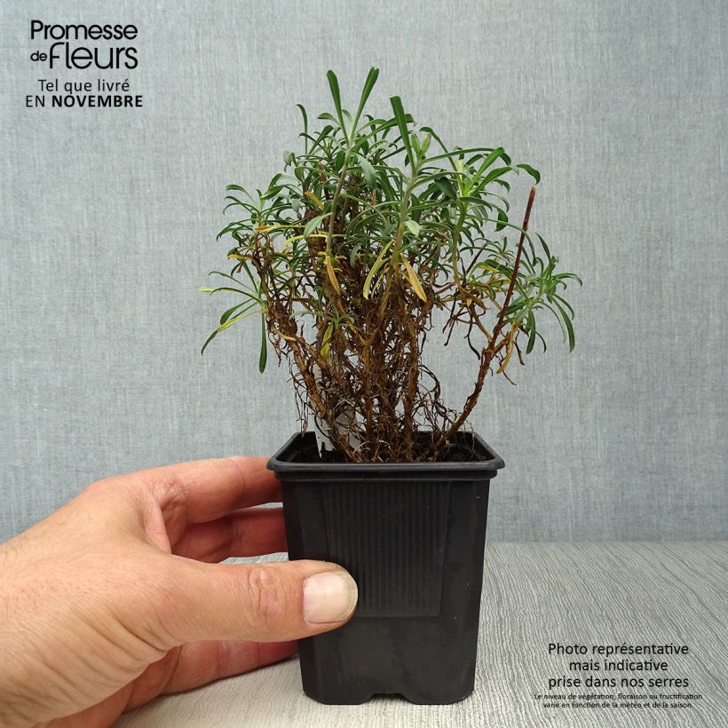 Ejemplar de Erysimum Bowles Mauve - Alhelí Maceta de 8/9 cm entregado en otoño