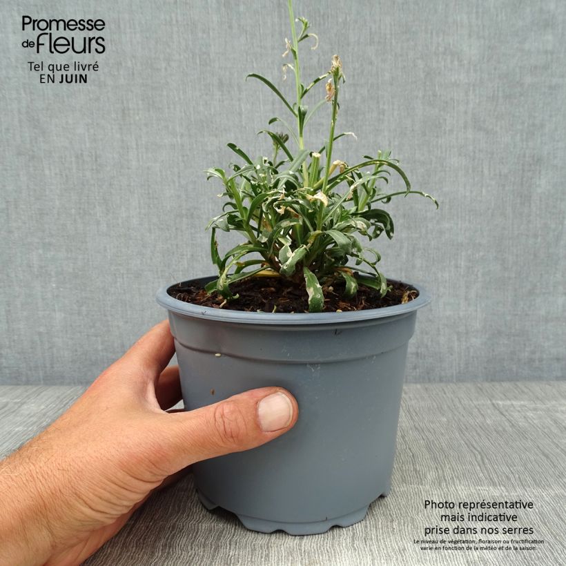 Ejemplar de Erysimum Bowles Mauve - Alhelí Maceta 2L/3L entregado en verano