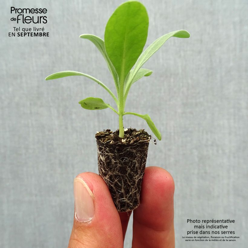 Ejemplar de Matthiola incana Heritage Pink minicepellón: Ø 1,5/2,5 cm entregado en otoño