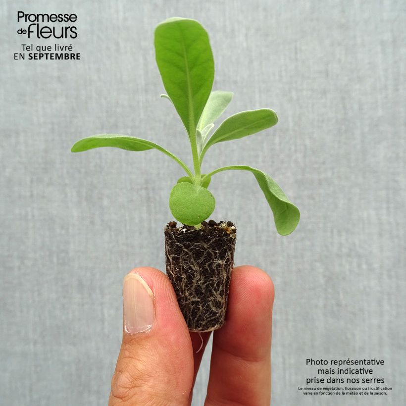 Ejemplar de Matthiola incana Heritage White minicepellón: Ø 1,5/2,5 cm entregado en otoño