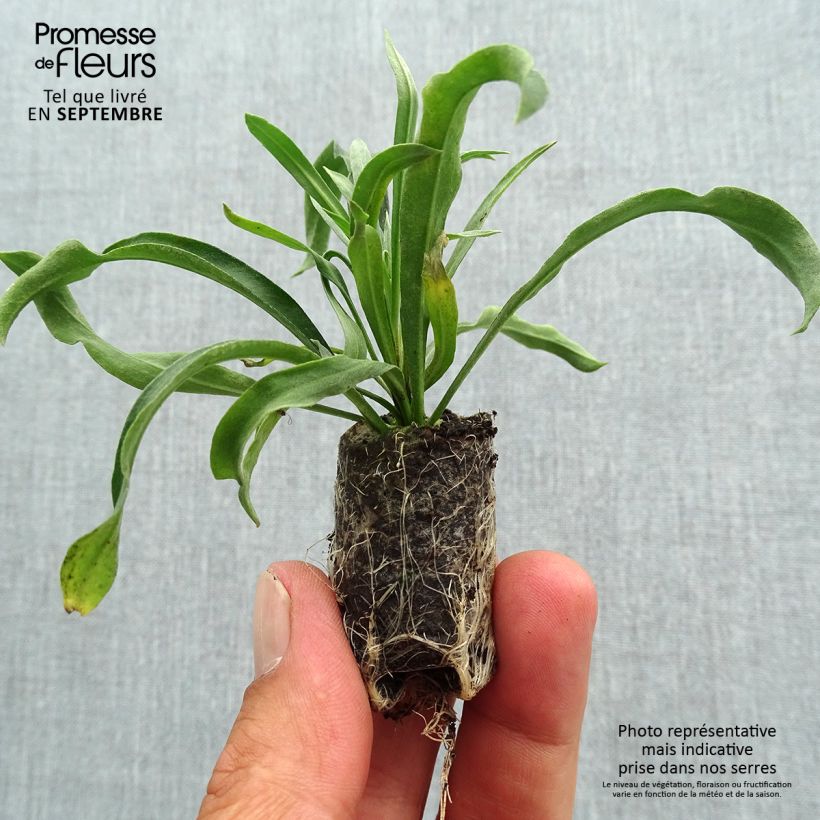 Ejemplar de Erysimum RYSI Copper - Alhelí minicepellón: Ø 3/4 cm entregado en otoño