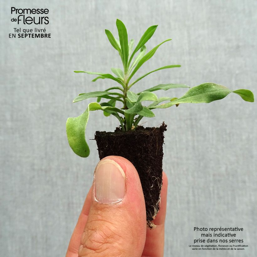 Ejemplar de Erysimum RYSI Moon improved - Alhelí minicepellón: Ø 3/4 cm entregado en otoño