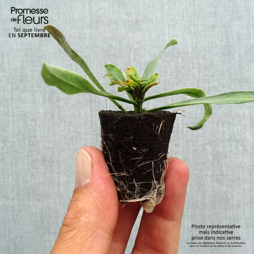 Ejemplar de Erysimum WINTER Charm - Alhelí minicepellón: Ø 3/4 cm entregado en otoño