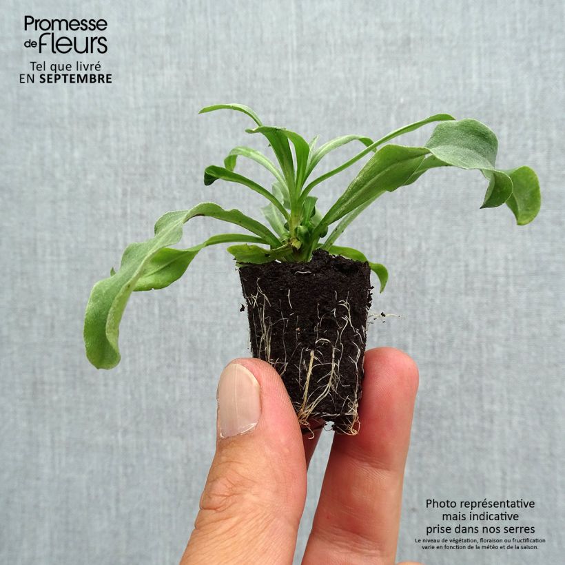 Ejemplar de Erysimum Winter Light - Alhelí minicepellón: Ø 3/4 cm entregado en otoño