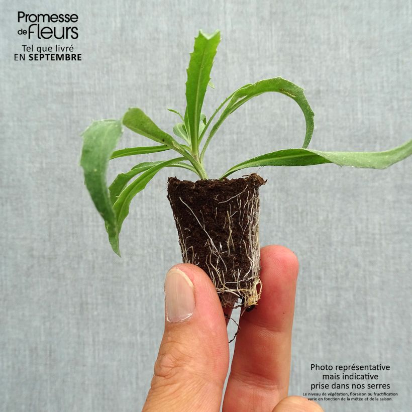 Ejemplar de Erysimum Winter Orchid - Alhelí minicepellón: Ø 3/4 cm entregado en otoño