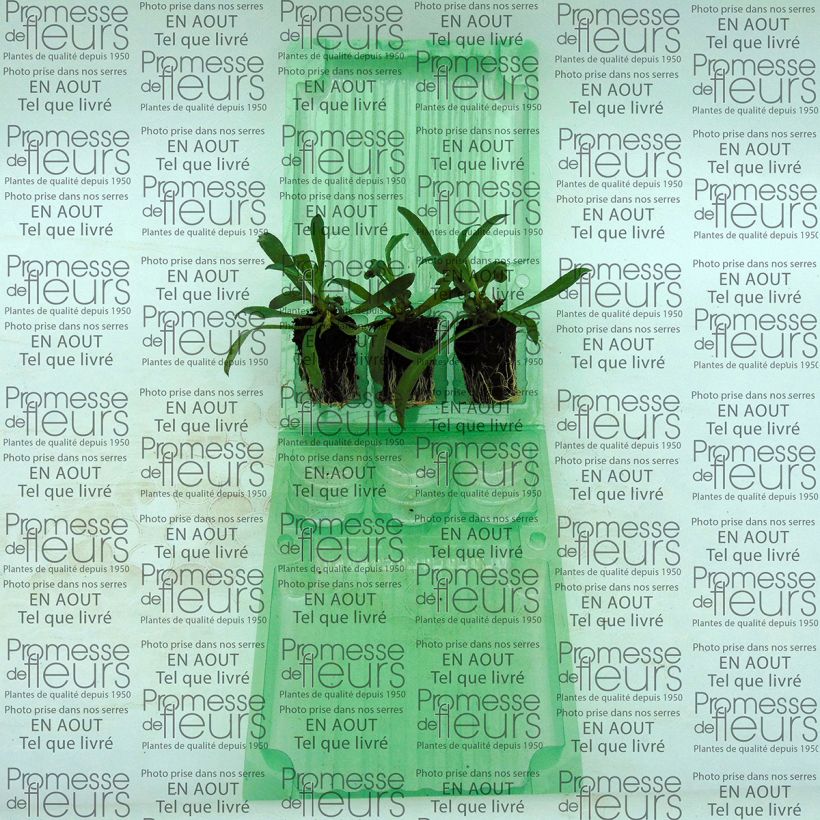 Ejemplo de ejemplar de Erysimum WINTER Romance - Alhelí minicepellón: Ø 3/4 cm tal y como se entrega