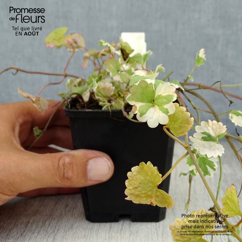 Ejemplar de Glechoma hederacea Variegata - Hiedra terrestre​ Maceta de 8/9 cm entregado en verano