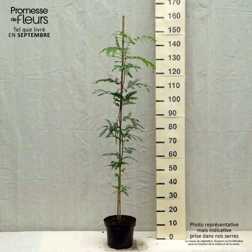 Ejemplar de Gleditsia triacanthos - Acacia de tres espinas Maceta 4L/5L entregado en otoño