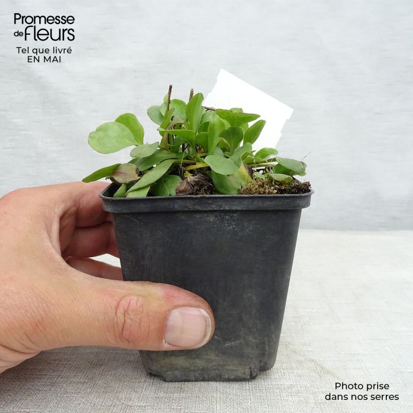 Globularia punctata - Coronilla de fraile Maceta de 8/9 cm Ejemplar entregado en la primavera