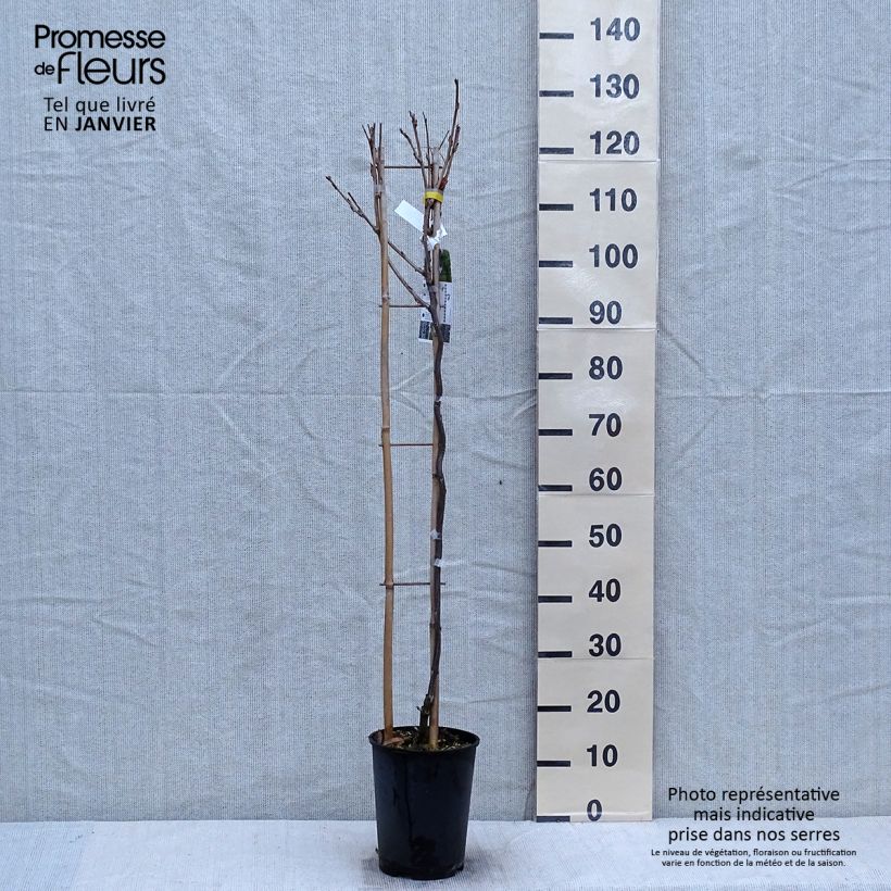 Wisteria venusta Grande Diva Cecilia - Glicina japonesa Maceta 4L/5L Ejemplar entregado en invierno