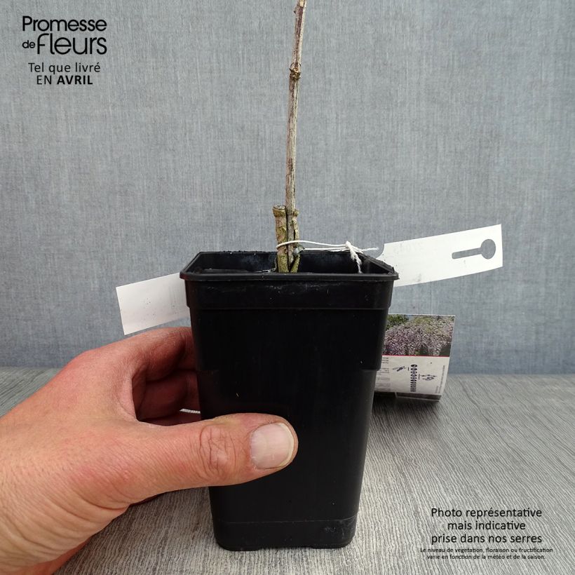 Wisteria venusta Grande Diva Maria - Glicina japonesa Maceta 1L/1,5L Ejemplar entregado en la primavera