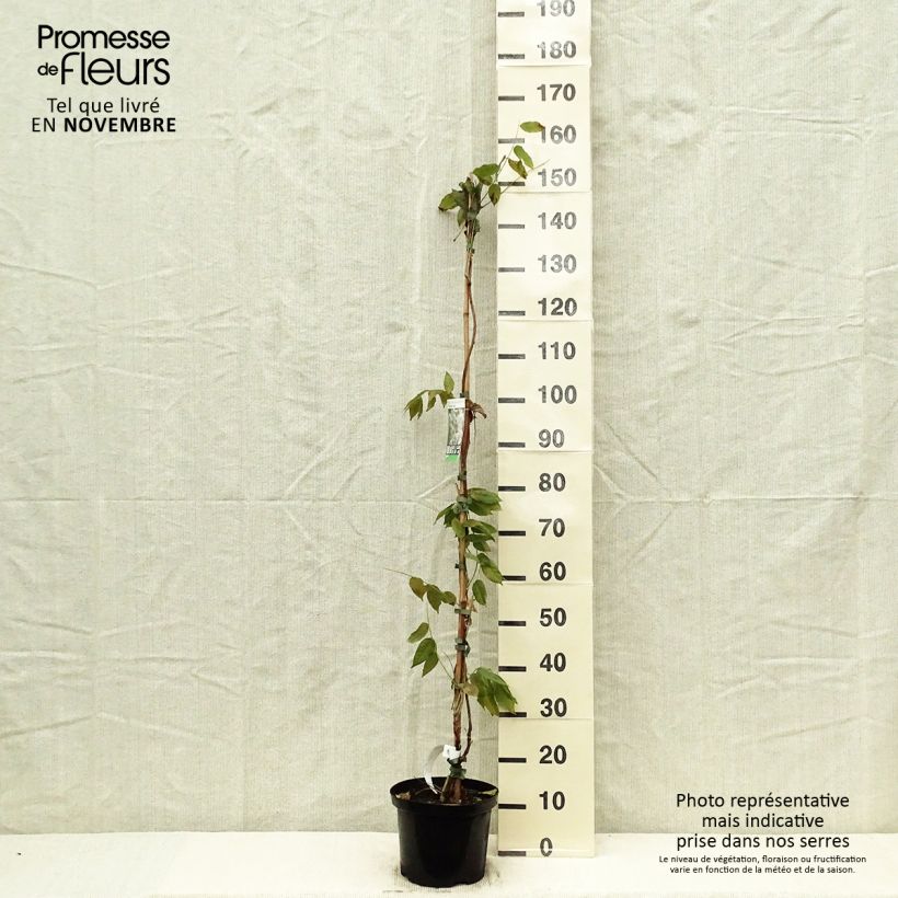 Ejemplar de Wisteria brachybotrys White Silk - Glicinia Maceta 4L/5L entregado en otoño