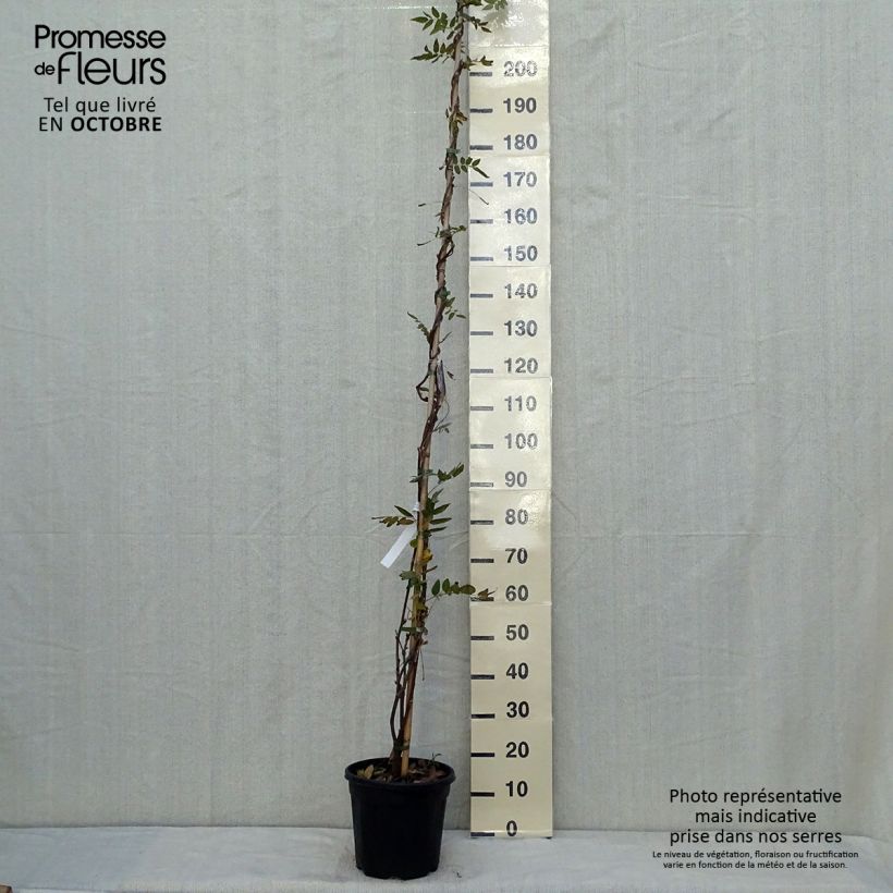 Ejemplar de Wisteria brachybotrys Yokohama Fuji - Glicinia Maceta 7,5L/10L entregado en otoño