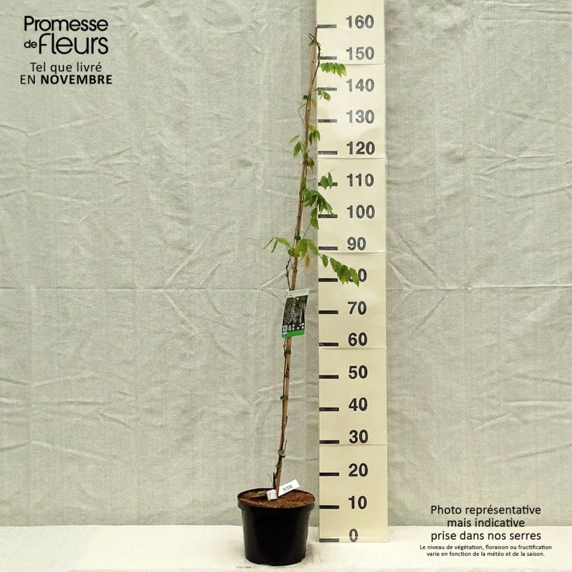 Ejemplar de Wisteria sinensis Alba - Glicinia Maceta 3L/4L entregado en otoño