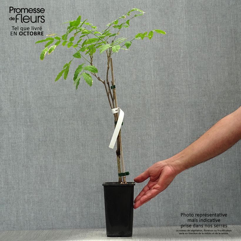 Ejemplar de Wisteria sinensis Prolific - Glicinia Maceta 1,5L/2L entregado en otoño