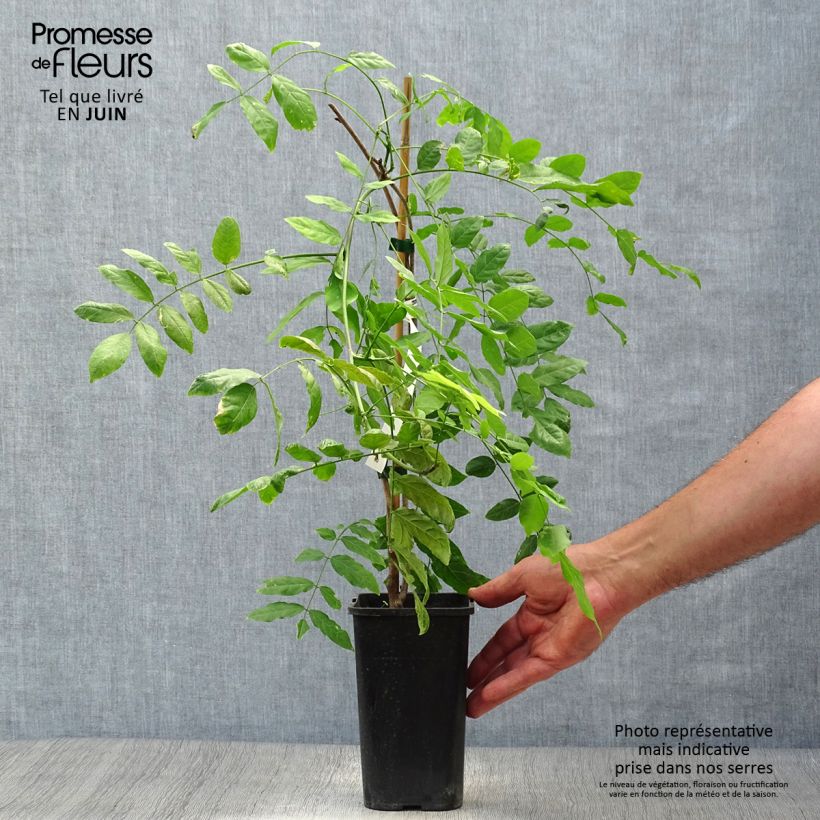 Ejemplar de Wisteria sinensis Prolific - Glicinia Maceta 1,5L/2LAltura de entrega aprox. 30/40cm entregado en verano