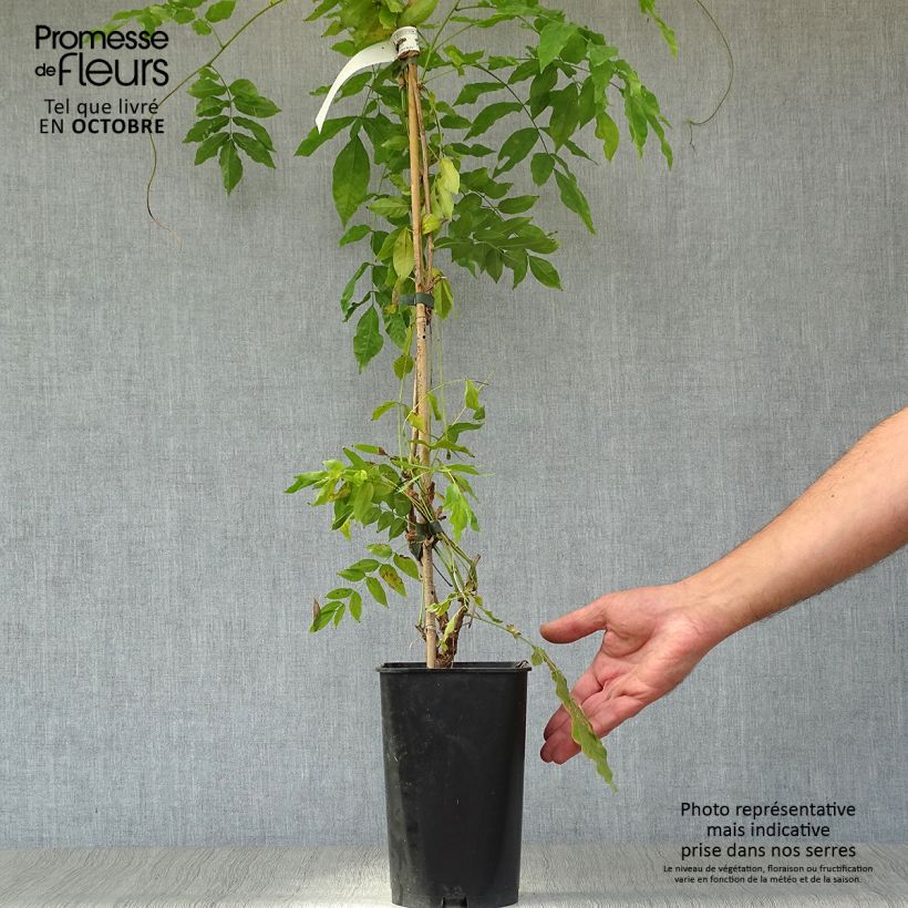 Ejemplar de Millettia japonica Satsuma Maceta 2L/3L entregado en otoño
