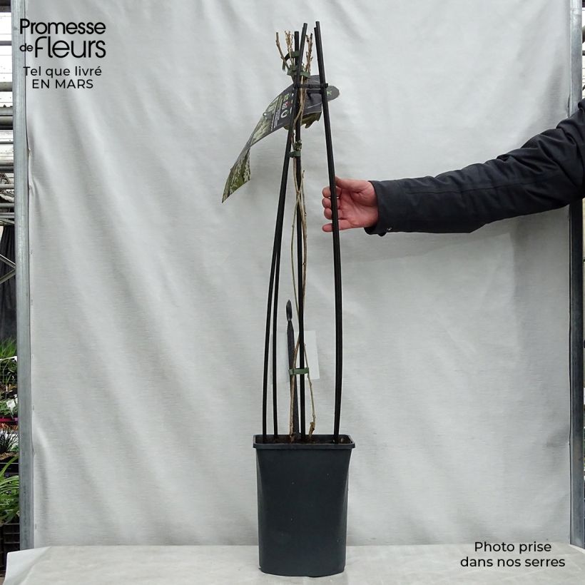 Wisteria floribunda Alba - Glicinia japonesa Maceta 3L/4LAltura de entrega aprox. 100/125cm Ejemplar entregado en la primavera