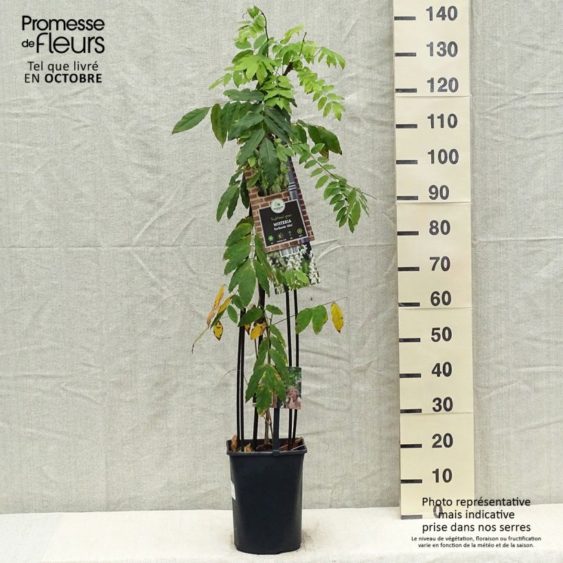 Ejemplar de Wisteria floribunda Alba - Glicinia japonesa Maceta 3L/4L entregado en otoño