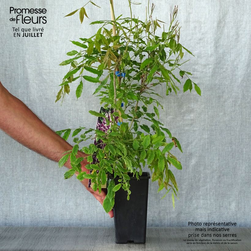 Ejemplar de Wisteria floribunda Domino - Glicinia japonesa Maceta 1,5L/2L entregado en verano