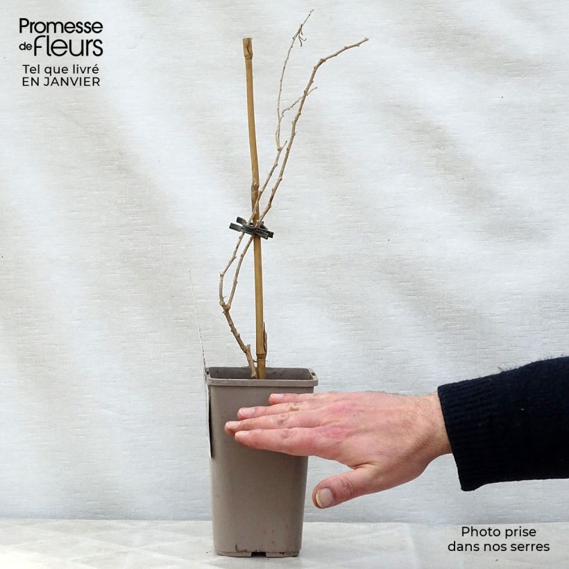 Goji Princess Tao FPW03 Maceta 1L/1,5L, Formación arbustiva Ejemplar entregado en invierno