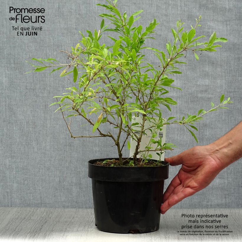 Ejemplar de Goji Sweet Lifeberry - Lycium barbarum Pot de 1.5L entregado en verano