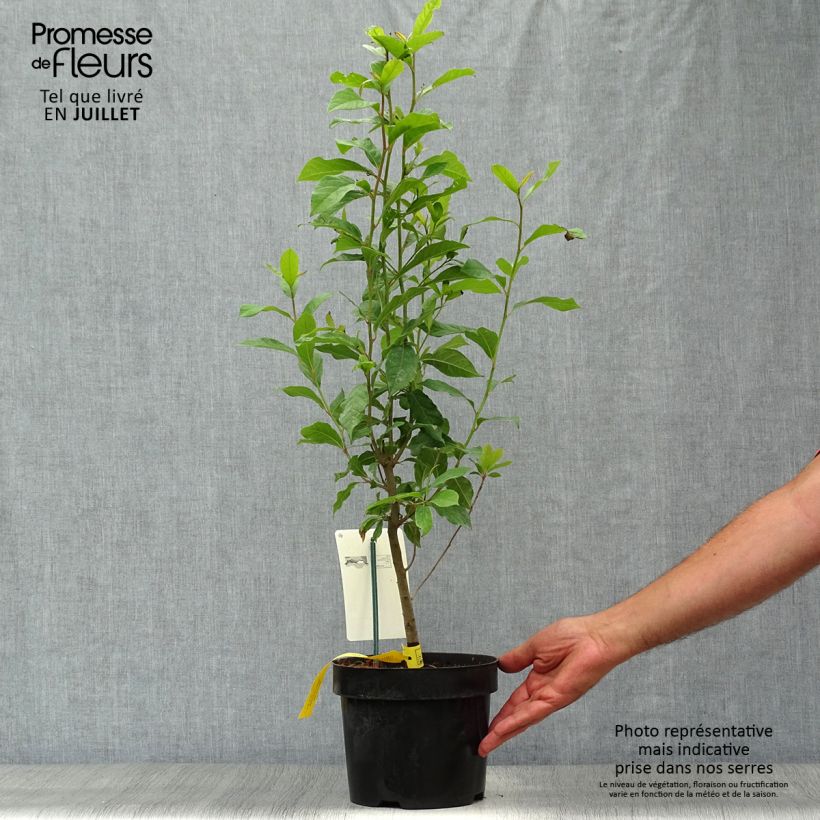 Ejemplar de Nyssa sylvatica - Tupelo Maceta 2L/3LAltura de entrega aprox. 40/60cm entregado en verano