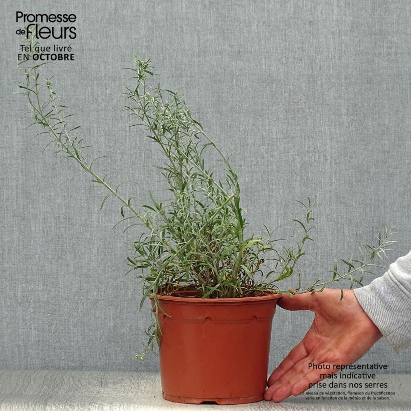 Ejemplar de Gomphostigma virgatum White Candy Maceta 2L/3L entregado en otoño