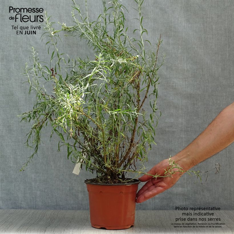 Ejemplar de Gomphostigma virgatum White Candy Pot de 2L/3L entregado en verano