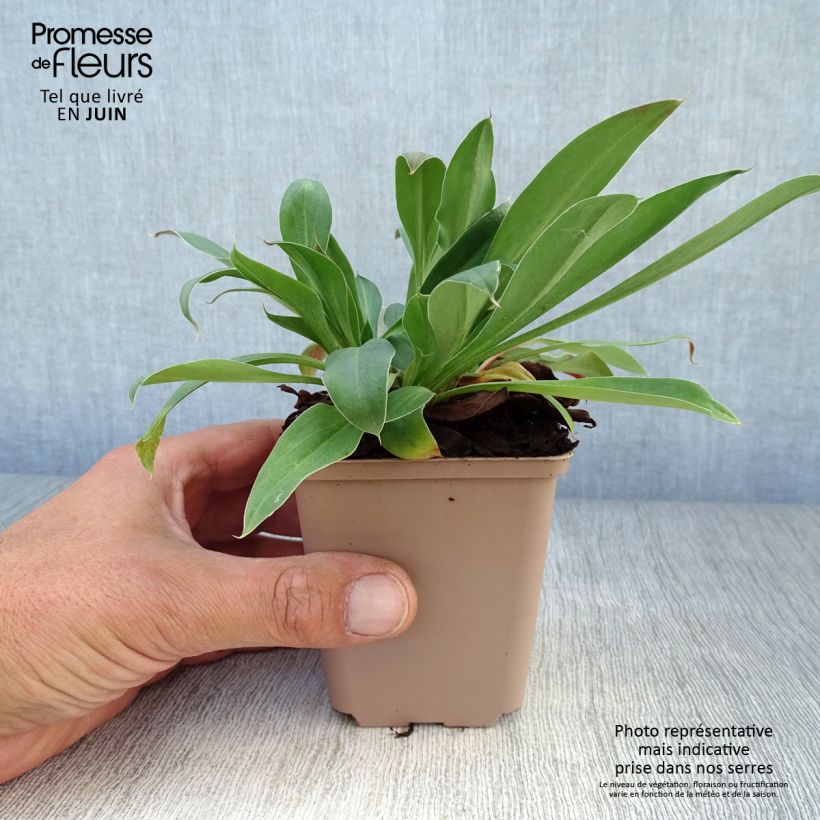 Ejemplar de Goniolimon tataricum - Statice tatarica Maceta de 8/9 cm entregado en verano