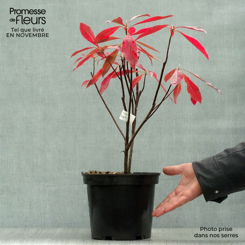 Ejemplar de Gordlinia grandiflora Maceta 3L/4L entregado en otoño