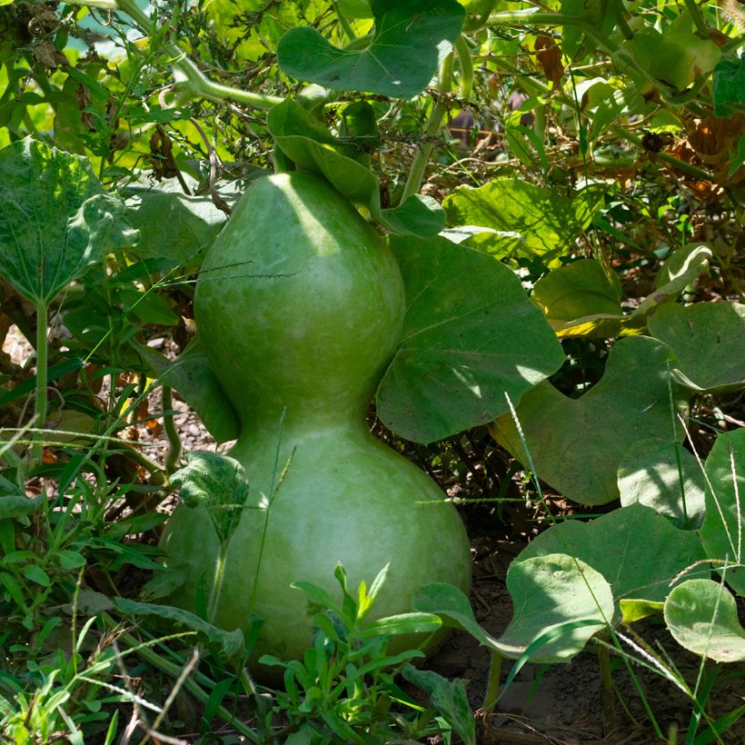 Porongo Pélerine (Follaje)
