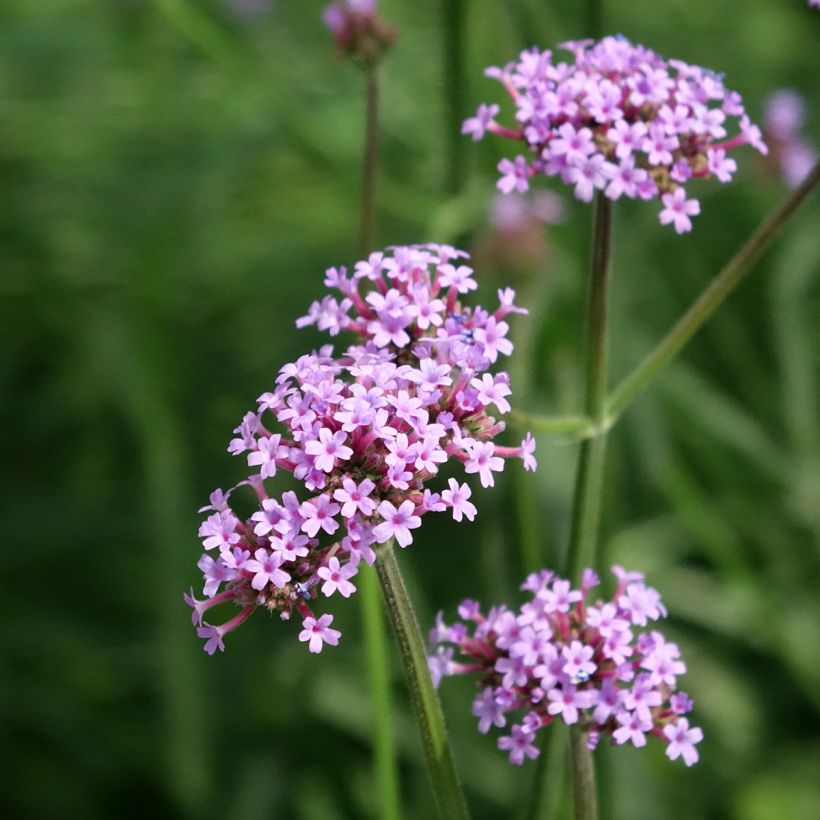 Hierba mora Vanity (semillas) - Verbena bonariensis (Floración)