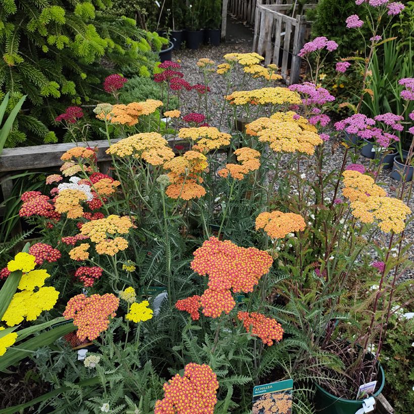 Milenrama Summer Pastels F2 Mix (semillas) - Achillea millefolium (Porte)