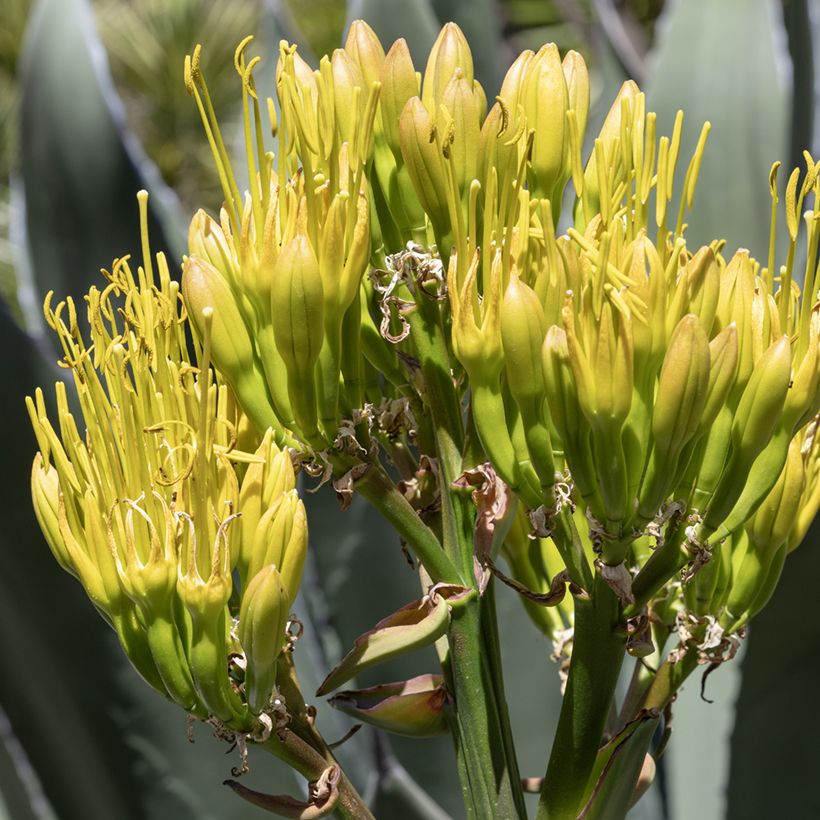 Semillas de Agave salmiana - Maguey (Floración)