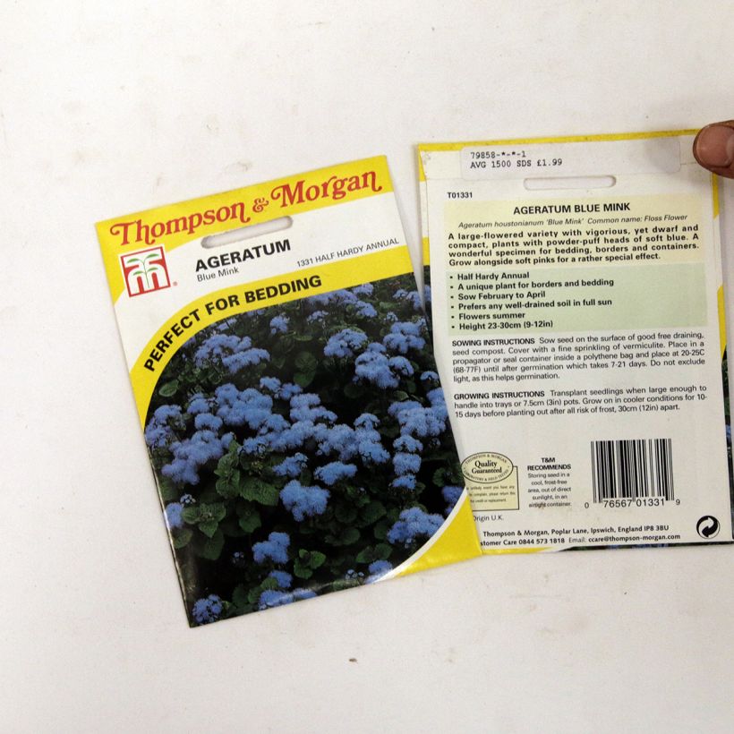 Ejemplo de ejemplar de Ageratum houstonianum Blue Mink (semillas) saco de 1500 semillas tal y como se entrega