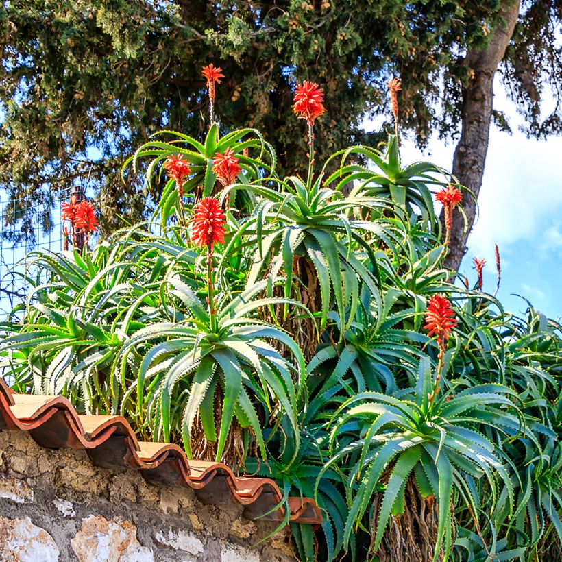 Graines d'Aloe arborescens (Porte)
