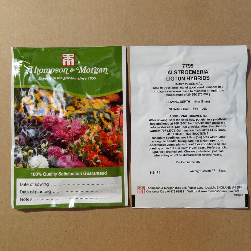 Ejemplo de ejemplar de Alstroemeria Ligtu Hybrids saco de 35 semillas tal y como se entrega