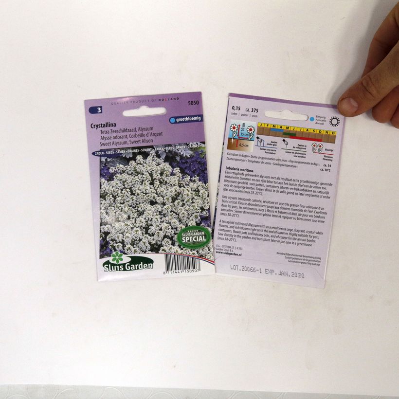 Ejemplo de ejemplar de Aliso marítimo Crystallina - Lobularia maritima saco de 375 semillas tal y como se entrega