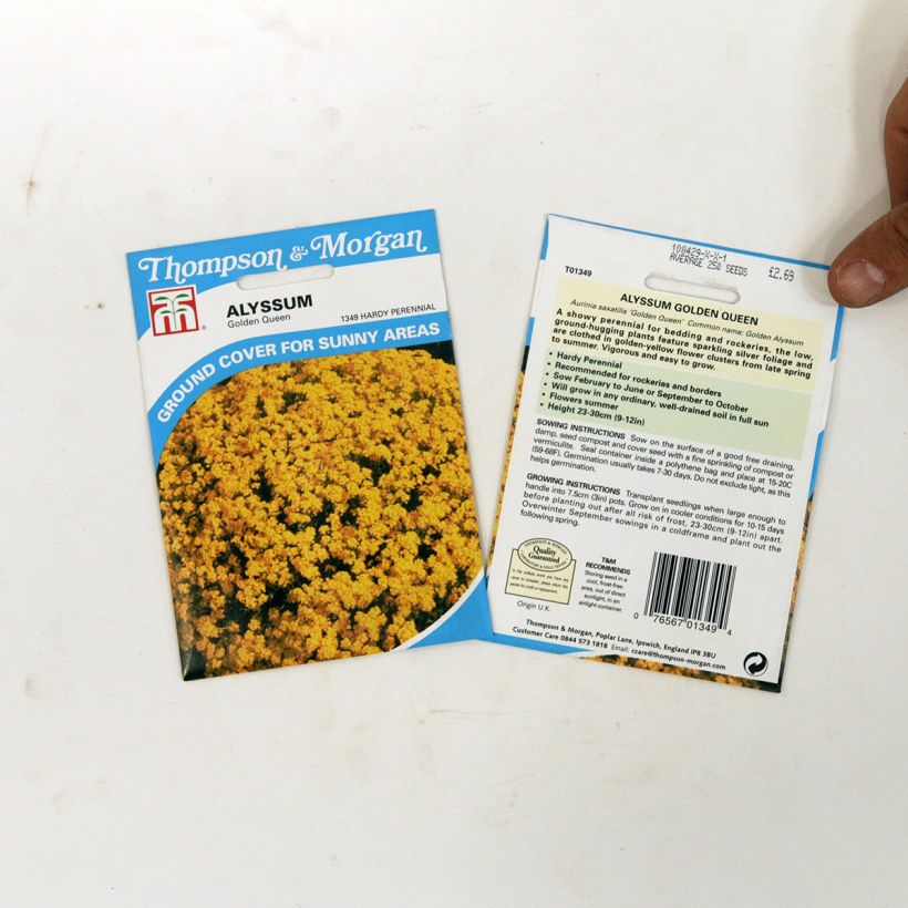 Ejemplo de ejemplar de Alyssum saxatile Golden Queen - Canastillo saco de 450 semillas (0,5g) tal y como se entrega