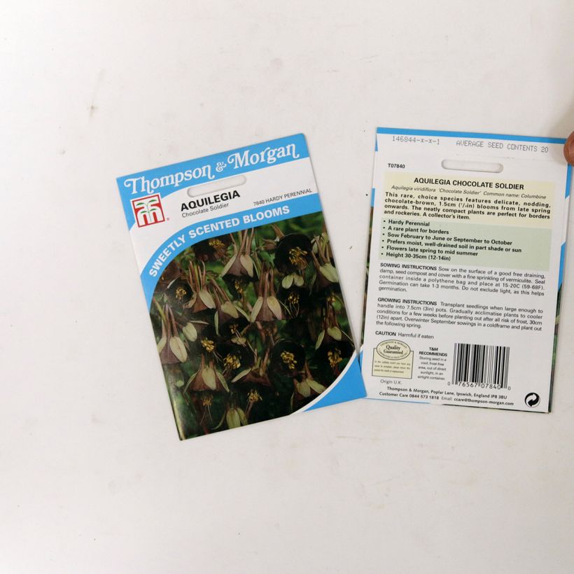 Ejemplo de ejemplar de Aquilegia viridiflora Chocolate Soldier (semillas) saco de 20 semillas tal y como se entrega