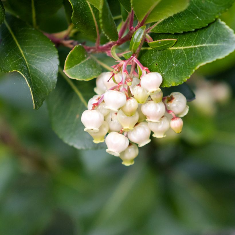 Graines d'Arbousier - Arbutus unedo (Floración)