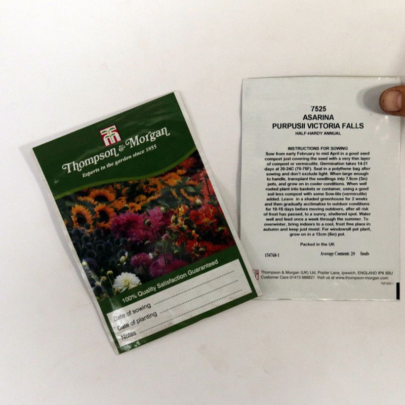 Ejemplo de ejemplar de Asarina erubescens var.purpusii Victoria Falls saco de 20 semillas tal y como se entrega